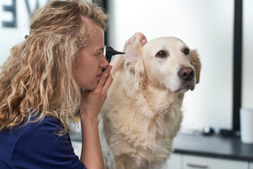 Blonde female vet examine the dog in the office