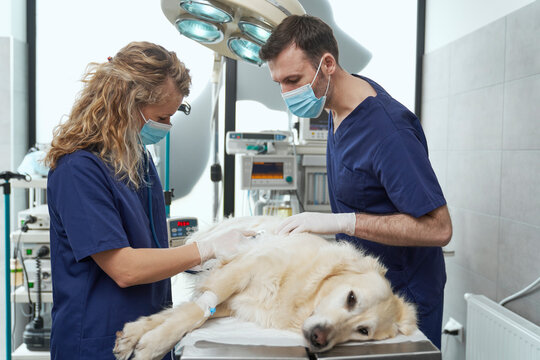 Two doctor's with anaesthetised dog lying on operating table
