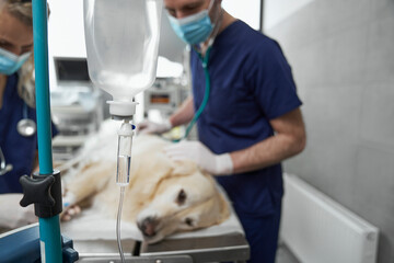 Anaesthetised dog lying on operating table durning the surgery