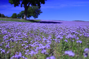 fioletowe pola, niebo, kwiaty, krajobraz, FACELIA BŁĘKITNA © Marcin