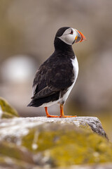 Atlantic puffins on Farne Islands in Northern England. The Farne Islands are a group of islands off the coast of Northumberland, England.