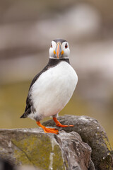 Atlantic puffins on Farne Islands in Northern England. The Farne Islands are a group of islands off the coast of Northumberland, England.