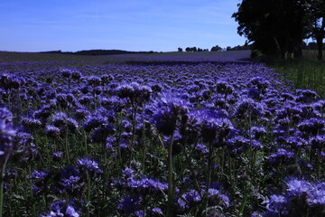 fioletowe pola, niebo, kwiaty, krajobraz, FACELIA BŁĘKITNA © Marcin