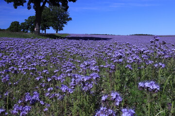 fioletowe pola, niebo, kwiaty, krajobraz, FACELIA BŁĘKITNA © Marcin