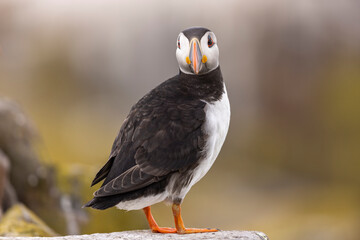 Atlantic puffins on Farne Islands in Northern England. The Farne Islands are a group of islands off the coast of Northumberland, England.
