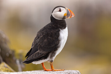 Atlantic puffins on Farne Islands in Northern England. The Farne Islands are a group of islands off the coast of Northumberland, England.