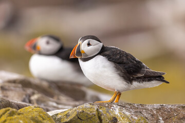 Atlantic puffins on Farne Islands in Northern England. The Farne Islands are a group of islands off the coast of Northumberland, England.