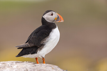 Atlantic puffins on Farne Islands in Northern England. The Farne Islands are a group of islands off the coast of Northumberland, England.