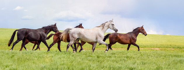 A beautiful thoroughbred white horse freely runs. Horse herd grazing in pasture. Horses are free....