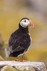 Atlantic puffins on Farne Islands in Northern England. The Farne Islands are a group of islands off the coast of Northumberland, England.