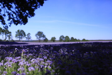 fioletowe pola, niebo, kwiaty, krajobraz, FACELIA BŁĘKITNA