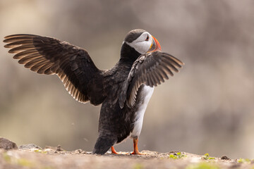 Atlantic puffins on Farne Islands in Northern England. The Farne Islands are a group of islands off the coast of Northumberland, England.