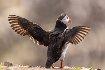Atlantic puffins on Farne Islands in Northern England. The Farne Islands are a group of islands off the coast of Northumberland, England.