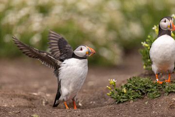 Atlantic puffins on Farne Islands in Northern England. The Farne Islands are a group of islands off the coast of Northumberland, England.