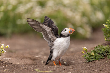 Atlantic puffins on Farne Islands in Northern England. The Farne Islands are a group of islands off the coast of Northumberland, England.