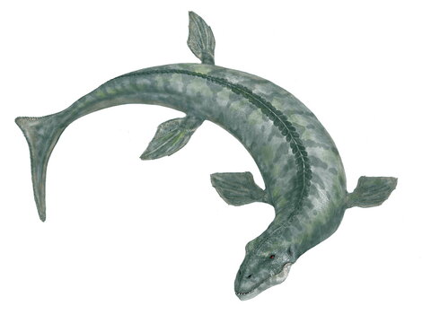 ダコサウルス中世ジュラ紀後期から白亜紀初期にかけて生息した絶滅した古代の海生ワニ属。魚食性ではなく、吻部は短く頑丈で歯も肉食恐竜のようなセレーションが刻まれている。体長は4メートル程度と推定されるが他の海生爬虫類を捕食していたと思われる。学名は「猛烈に引き裂くトカゲ」を意味する。