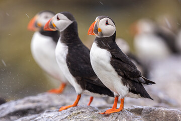 Atlantic puffins on Farne Islands in Northern England. The Farne Islands are a group of islands off...