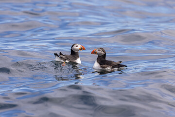 Atlantic puffins on Farne Islands in Northern England. The Farne Islands are a group of islands off the coast of Northumberland, England.