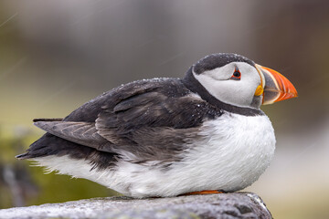 Atlantic puffins on Farne Islands in Northern England. The Farne Islands are a group of islands off...