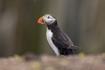 Atlantic puffins on Farne Islands in Northern England. The Farne Islands are a group of islands off the coast of Northumberland, England.