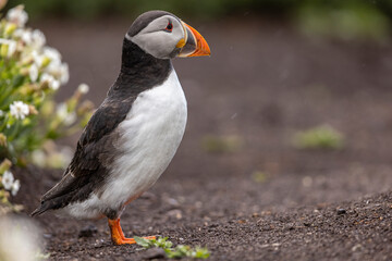 Atlantic puffins on Farne Islands in Northern England. The Farne Islands are a group of islands off the coast of Northumberland, England.