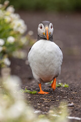 Atlantic puffins on Farne Islands in Northern England. The Farne Islands are a group of islands off the coast of Northumberland, England.