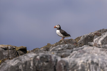Atlantic puffins on Farne Islands in Northern England. The Farne Islands are a group of islands off the coast of Northumberland, England.