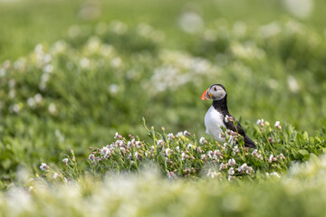 Atlantic puffins on Farne Islands in Northern England. The Farne Islands are a group of islands off the coast of Northumberland, England.