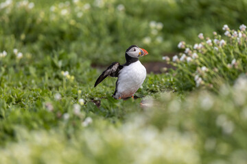 Atlantic puffins on Farne Islands in Northern England. The Farne Islands are a group of islands off the coast of Northumberland, England.