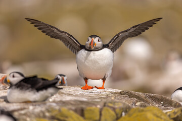 Atlantic puffins on Farne Islands in Northern England. The Farne Islands are a group of islands off the coast of Northumberland, England.