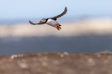 Atlantic puffins on Farne Islands in Northern England. The Farne Islands are a group of islands off the coast of Northumberland, England.