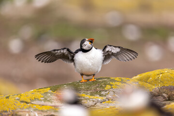 Atlantic puffins on Farne Islands in Northern England. The Farne Islands are a group of islands off the coast of Northumberland, England.