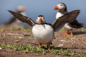 Atlantic puffins on Farne Islands in Northern England. The Farne Islands are a group of islands off the coast of Northumberland, England.