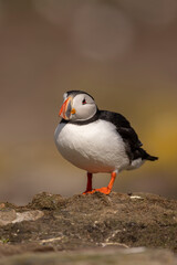 Atlantic puffins on Farne Islands in Northern England. The Farne Islands are a group of islands off the coast of Northumberland, England.