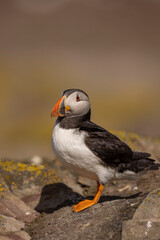 Atlantic puffins on Farne Islands in Northern England. The Farne Islands are a group of islands off the coast of Northumberland, England.