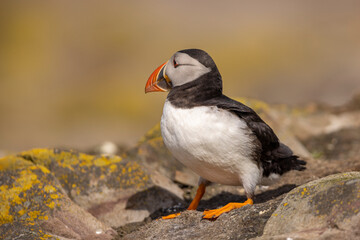 Atlantic puffins on Farne Islands in Northern England. The Farne Islands are a group of islands off the coast of Northumberland, England.
