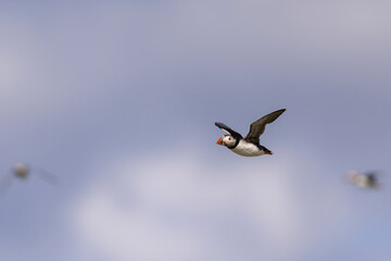 Atlantic puffins on Farne Islands in Northern England. The Farne Islands are a group of islands off the coast of Northumberland, England.