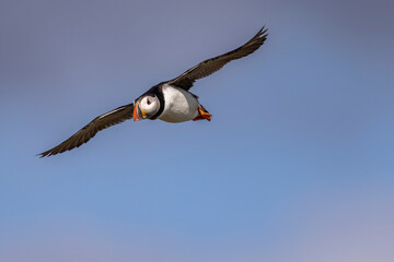 Atlantic puffins on Farne Islands in Northern England. The Farne Islands are a group of islands off the coast of Northumberland, England.