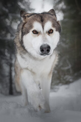 Winter portrait of a dog like a wolf
