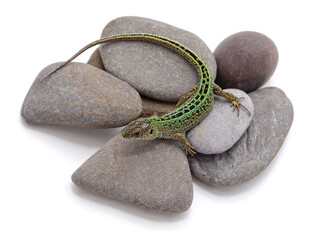 One green lizard on stones.