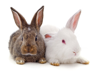 Fototapeta premium White and brown rabbits.