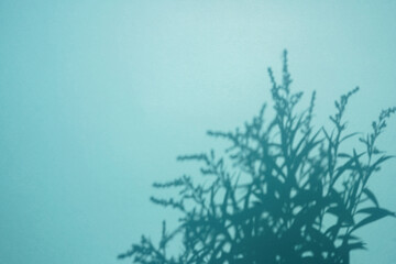 Shadow of plant on blue background. Overlay.