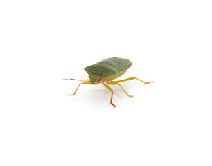 One green beetle.