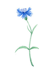 Watercolor bachelor button or cornflower isolated. Hand drawn field flower illustration