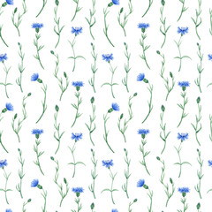Watercolor cornflower seamless pattern. Hand drawn bachelor button flower pattern on white background.