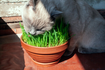 Cat is eating fresh green grass in flower pot. Cat grass, pet grass. Healthy diet for cats. Growth oat grass at home. Cat licks its lips by pink tongue