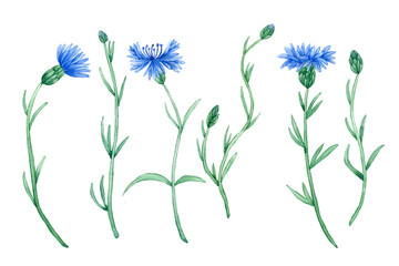 Fototapeta na wymiar Watercolor cornflower illustration set. Hand drawn bachelor button watercolor illustration. Botanical flowers isolated