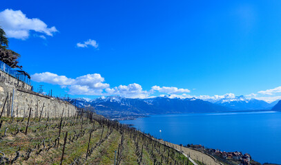 Fototapeta na wymiar Das Lavaux, Weinbaugebiet im Kanton Waadt in der Schweiz