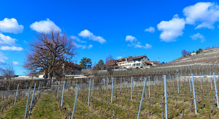 Grandvaux, Weinbaugebiet im Kanton Waadt in der Schweiz