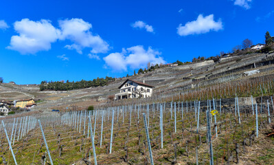 Grandvaux, Weinbaugebiet im Kanton Waadt in der Schweiz